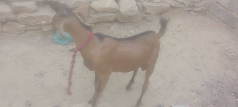 bakra 1