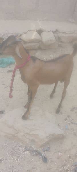 bakra 2