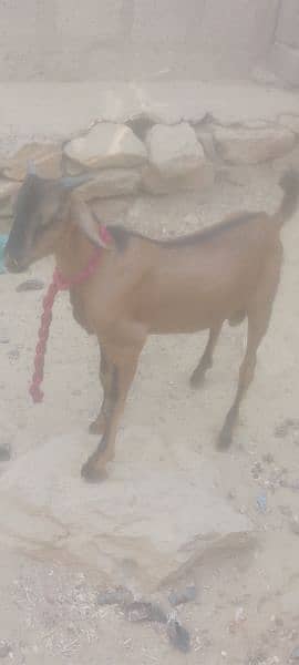 bakra 3