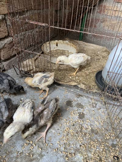 sindhi aseel chicks