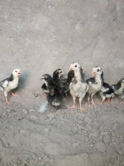 black German shamo chicks