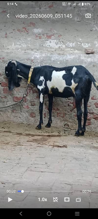 doodh wali bkri  Kali dabi 03054129893