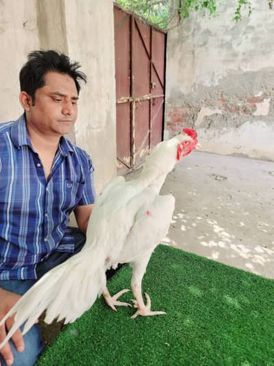 100 % Pure Paper White Heera Aseel Rooster