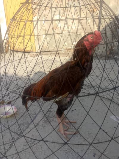 for sale