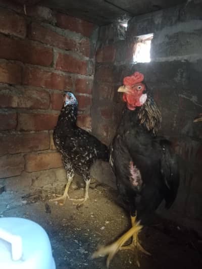 1 male and 2 female