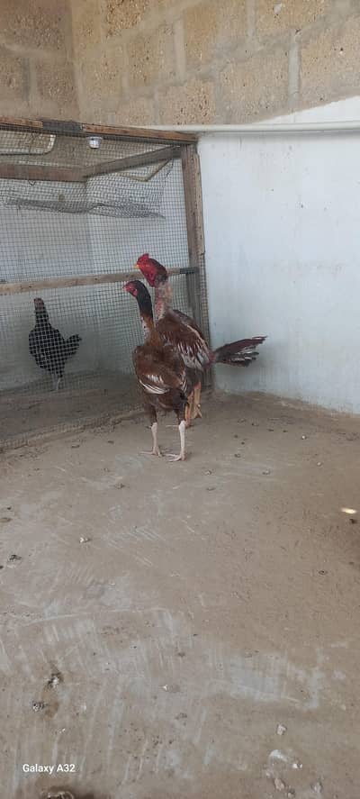 Aseel pair sale