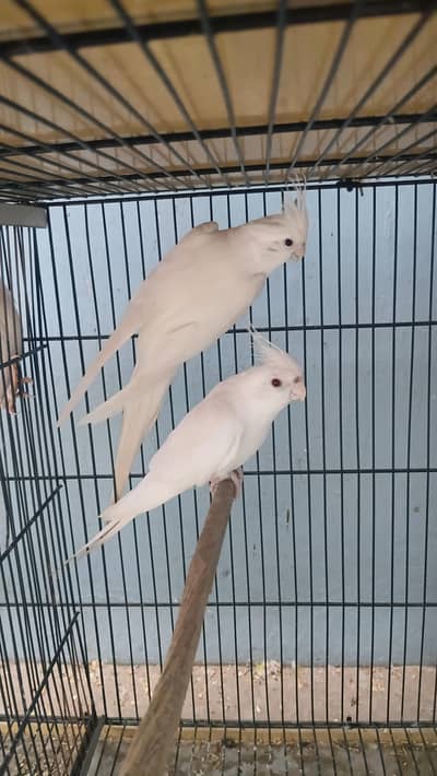 Eno cockatiel 2 male avaliable