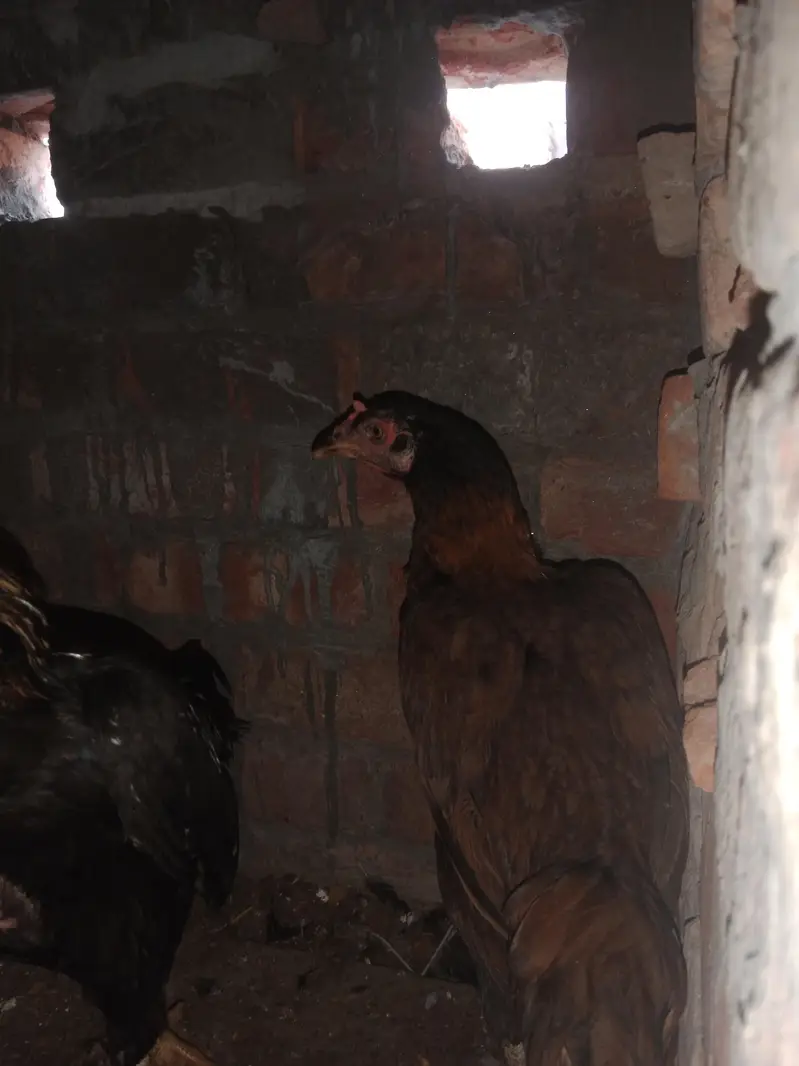 1 male and 2 female — photo 2