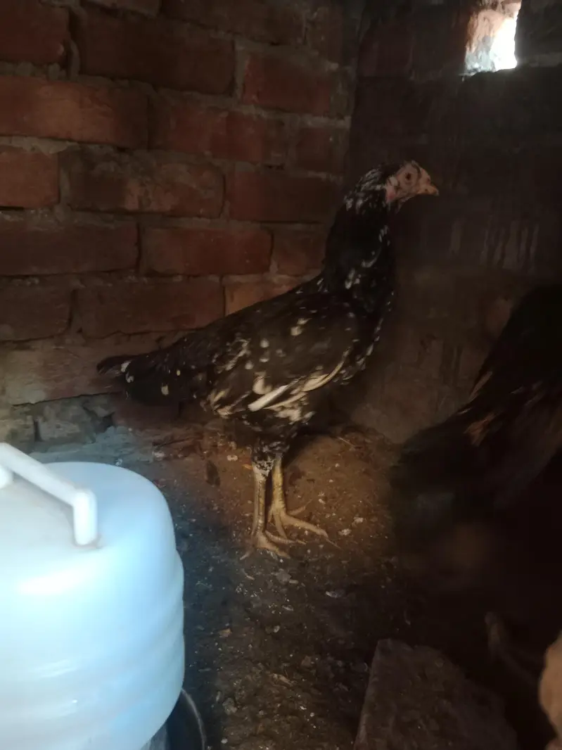 1 male and 2 female — photo 3