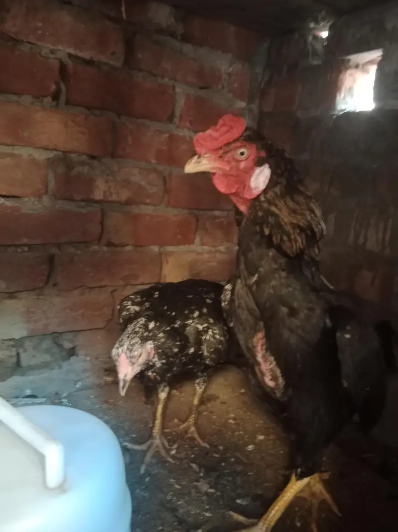 1 male and 2 female — photo 4