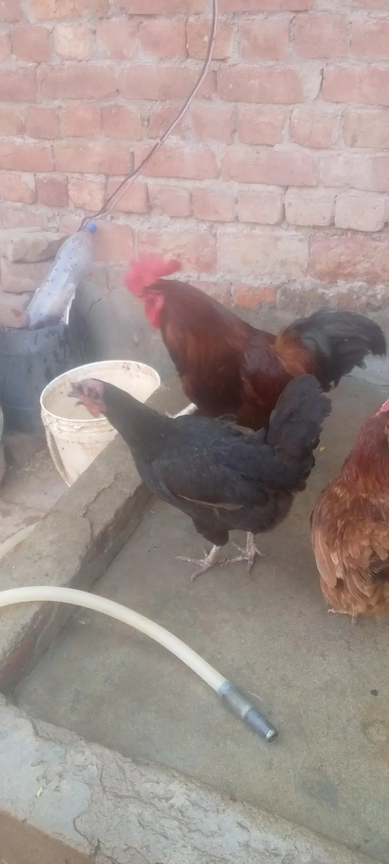 4female 1male hain