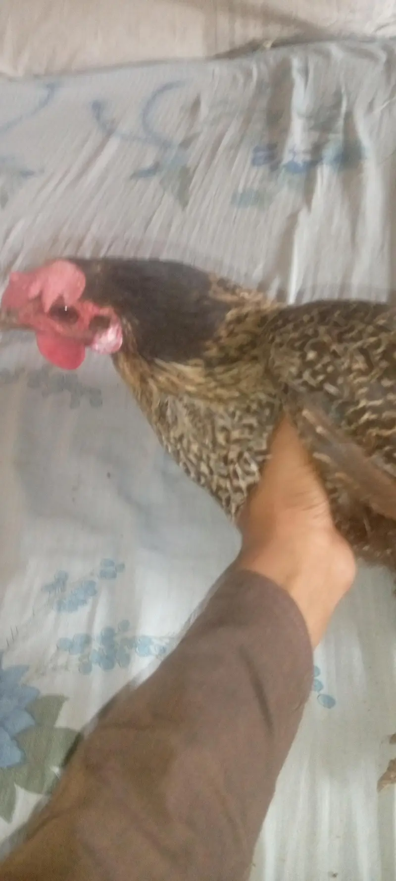 4female 1male hain — photo 2