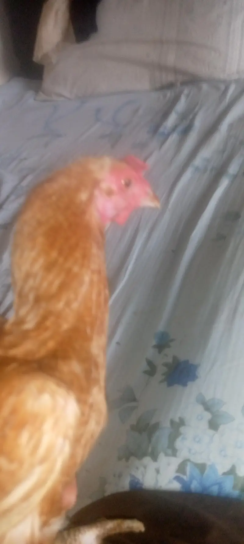 4female 1male hain — photo 5