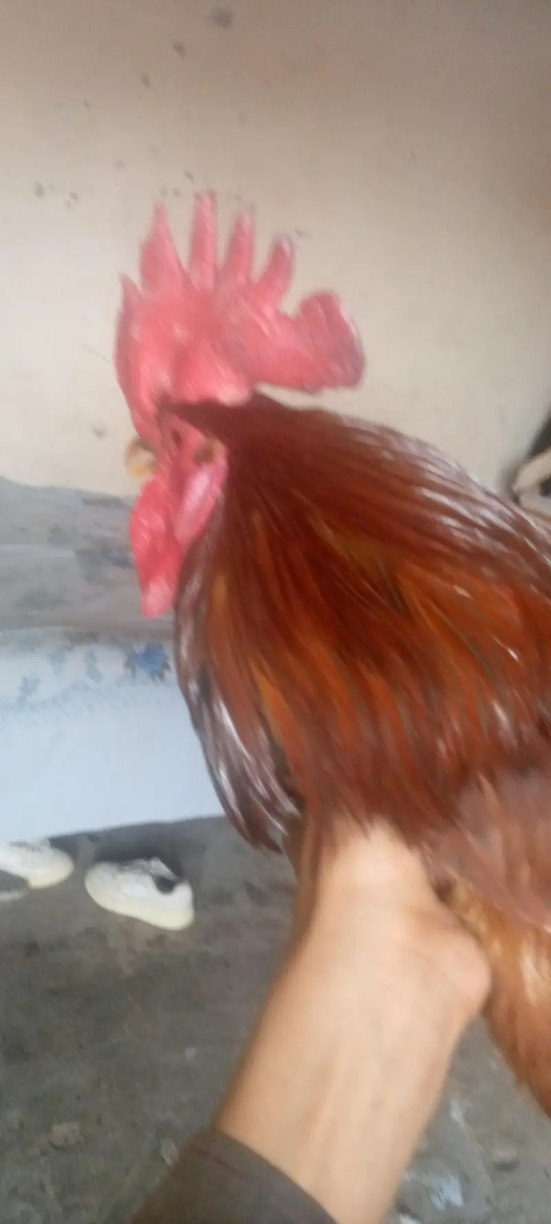 4female 1male hain — photo 7