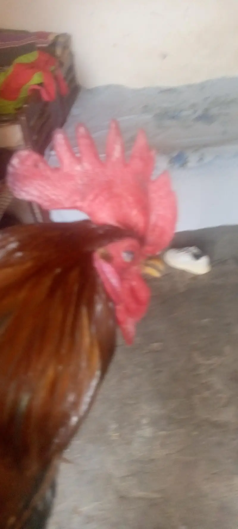 4female 1male hain — photo 8