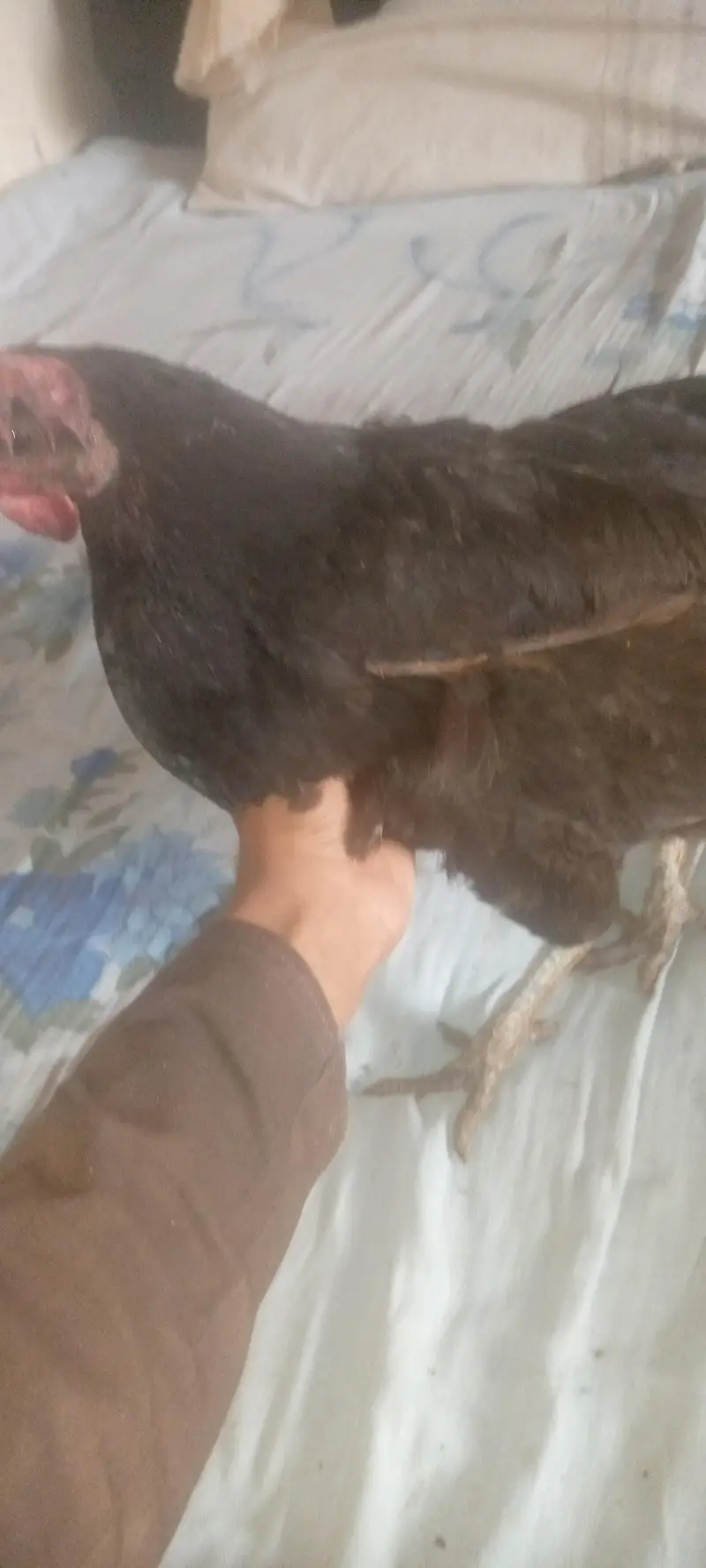 4female 1male hain — photo 9
