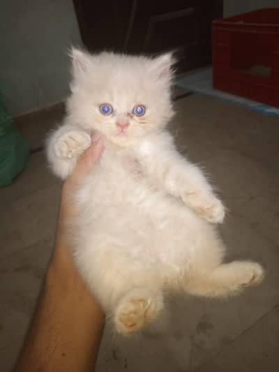 6 kittens available for sale
