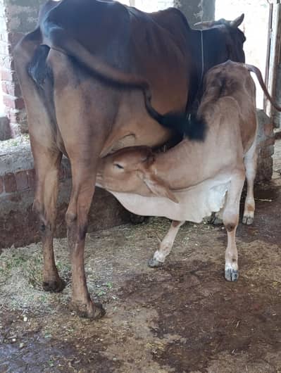 Cow for sale 7kg daily milk