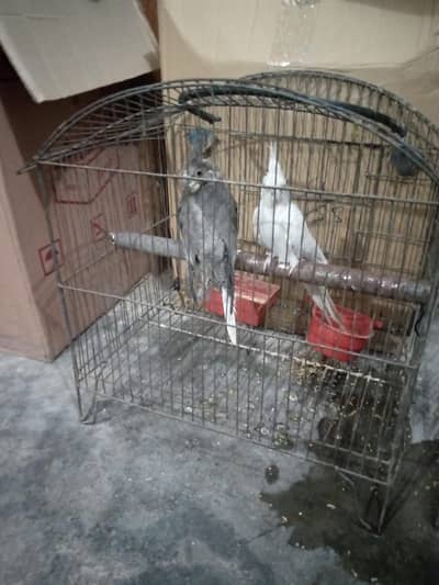 Cockatiel pair red eye