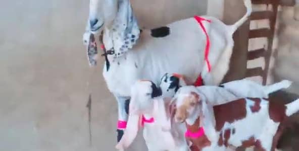 Desi Bakri Our 3 Bacchon Ka Sath Urgent for sale/03274970754)