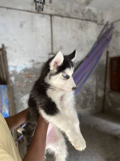 Siberian Husky