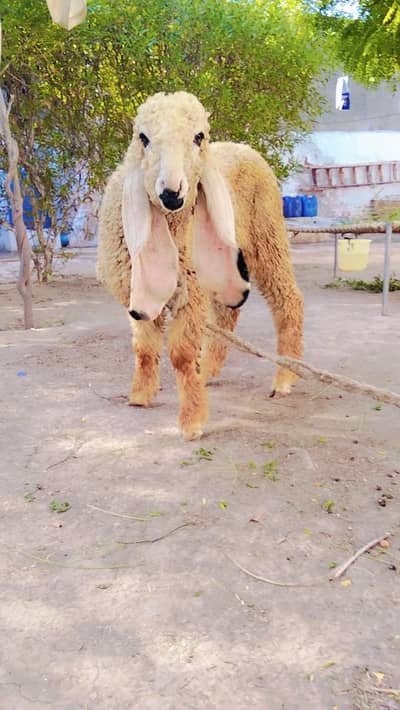 sheep Kajla | 0300-0091606