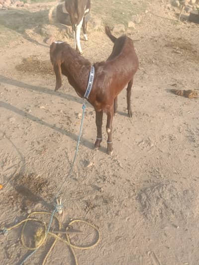 Nasli Bakra for sale,Desi Bakri with female