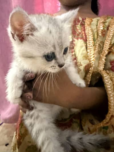 FOUR FEMALE KITTENS FOR SALE !!!