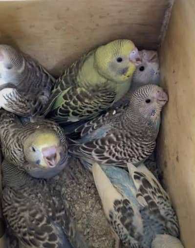 Sale parrot 