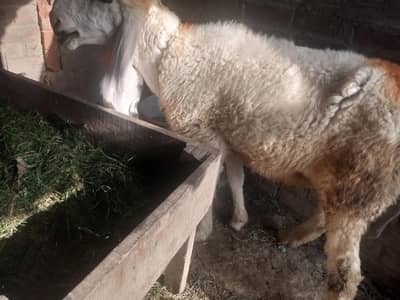 kajlo sheep