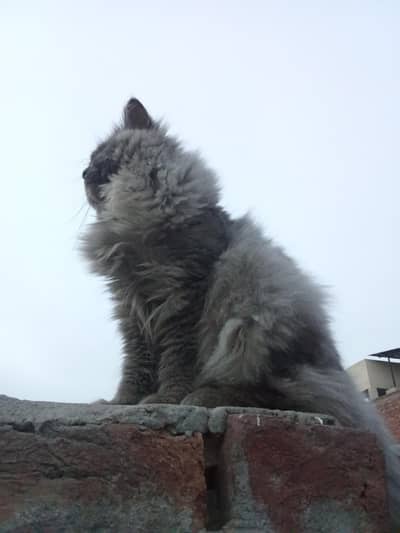 persian cat manu 