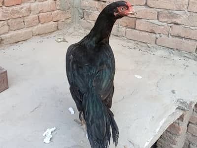 Aseel Mushki Madi for sale 03052593845