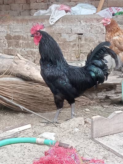 desi murga