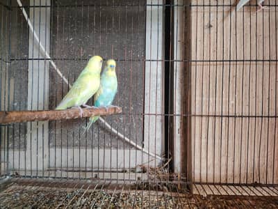 rainbow pair  and hogo backfril male