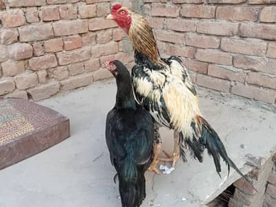 Aseeli murgha urgent for sale  03052593845