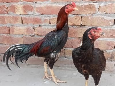 lakha lassani murgha for sale 03052593845