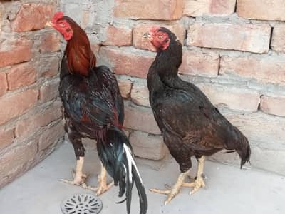 lakha lassani murgha for sale 03052593845
