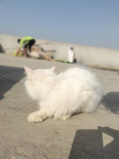 Persion Cat For Sale Age 1.5 Year