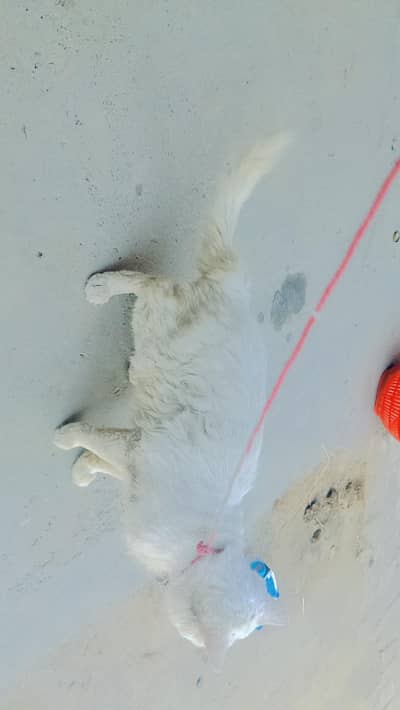 gr ki palto . . Turkish angora  . 03273743244