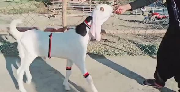 desi Bakra for sale WhatsApp_" 03229844345)