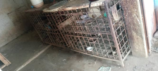 cage for chicken shop
