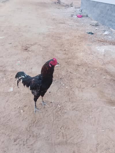 for sale