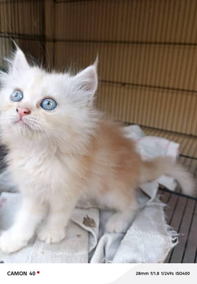 Persian Kittens For Sale