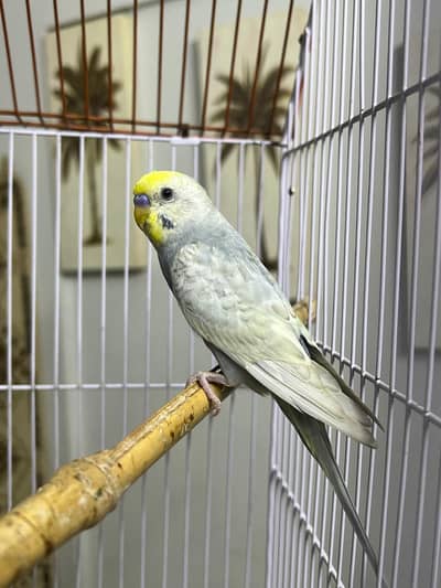 Grey Rainbow  Male good quality  Dilute king size dilute hogo