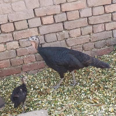 2 turkey female sath 1 bcha 03250100510