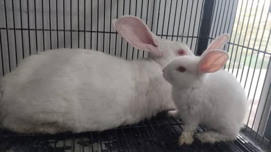 7 manth newzland white breeder pair