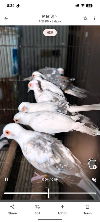 Blue Pied Dove