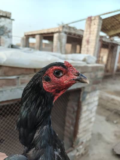 burmi pakoi female