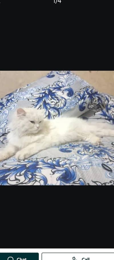beautiful prsion cat . 03251581816.