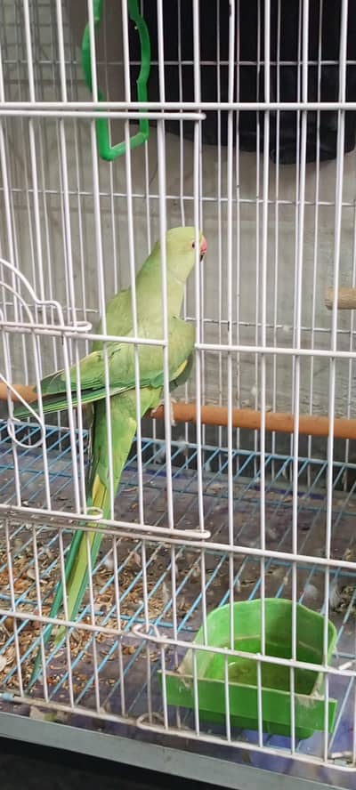 Female for sale